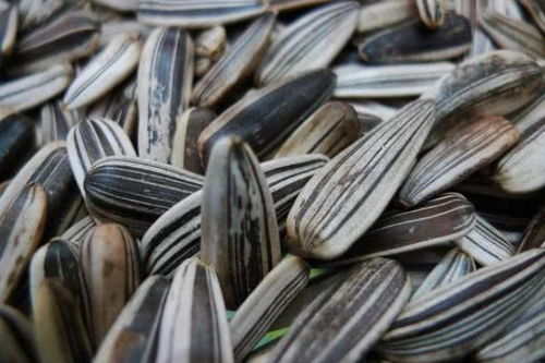 三種人不宜食用五香瓜子，購買后也需適量，健康知識快轉(zhuǎn)告家人